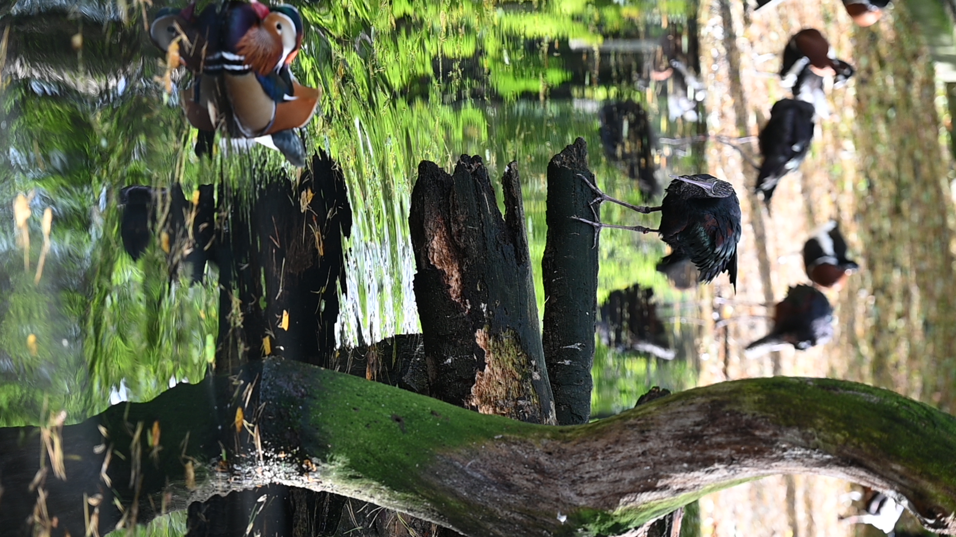 2025/10/12 - zoo/DSC_0037.JPG